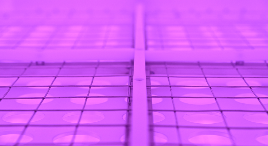 等離子體處理技術(shù)在淀粉領(lǐng)域中的應(yīng)用